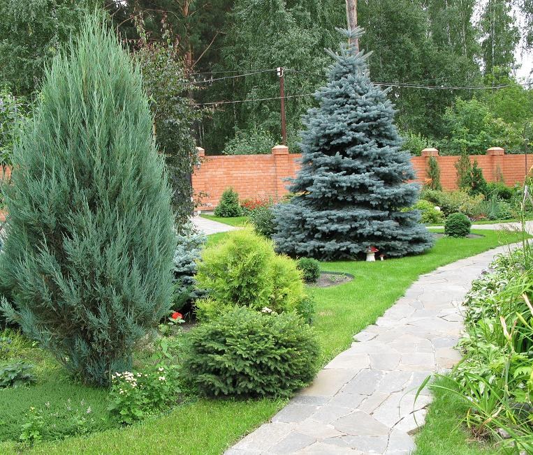 Посадка деревьев